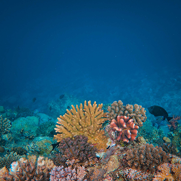 Tun Sakaran Marine Park
Route-Snorkelling