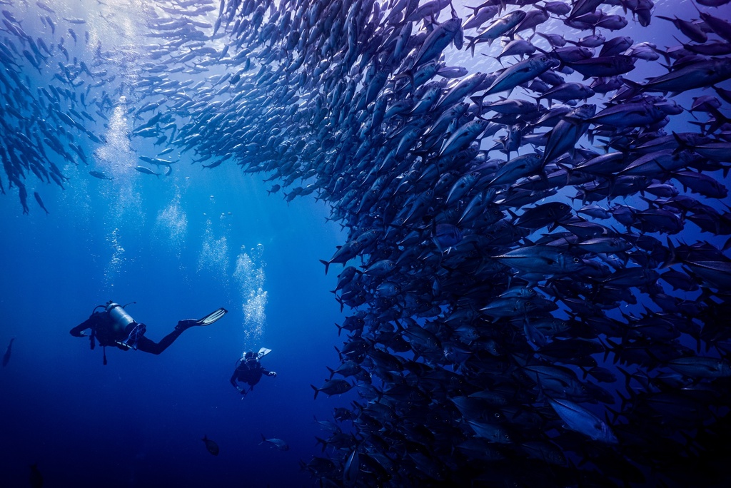 Fun Dive - Sipadan Route