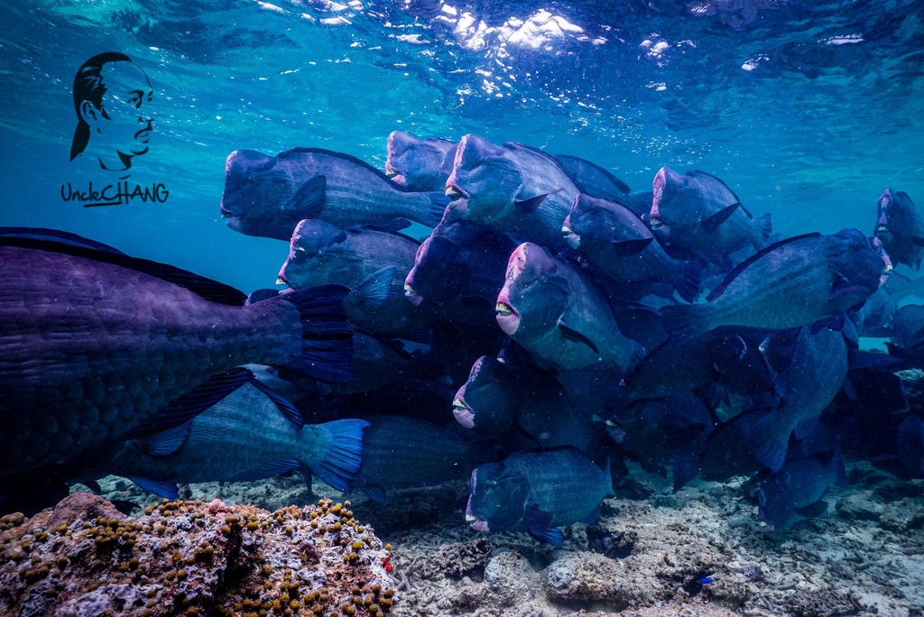 Snorkelling - Sipadan Route