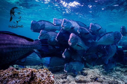 诗巴丹配套 浮潜 